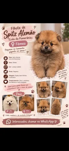 Lulu da Pomerânia Fêmea - Filhote Laranjinha Disponível