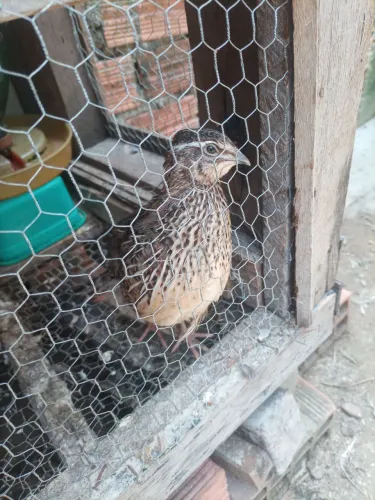 V/ 6 codornas gigantes 15 reais cada