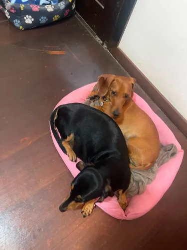 Filhotes de Dachshund ( Salsichas )
