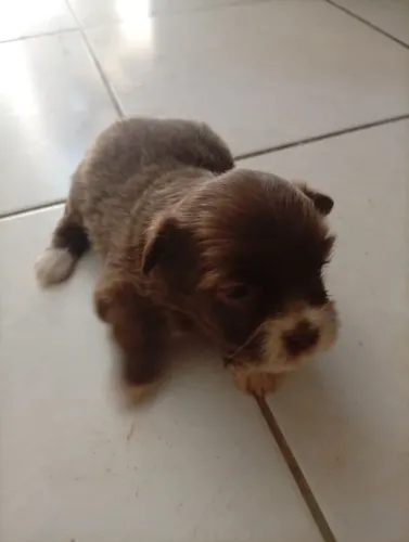 Filhotes Lhasa Apso