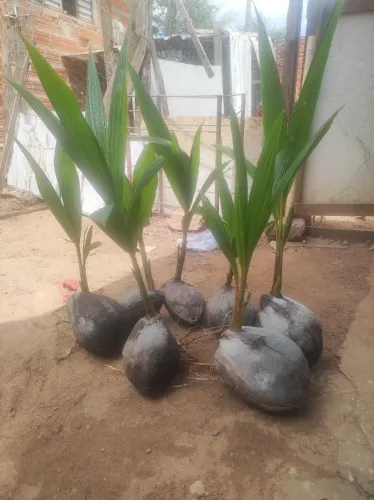Mudas de coco da praia