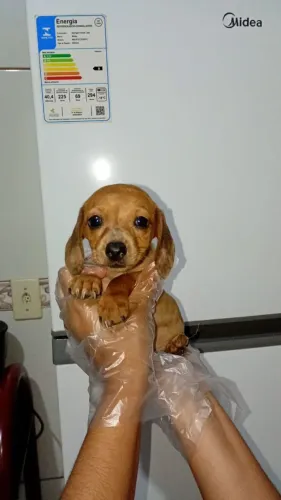 Lindas filhotes fêmeas (Dachshund) em até 12×