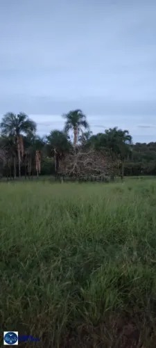 Fazenda à Venda em Amorinópolis GO | 7,5 Alqueires | Estruturada