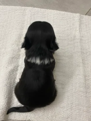 ? Shih Tzu fêmea