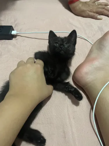 Gatinha filhote