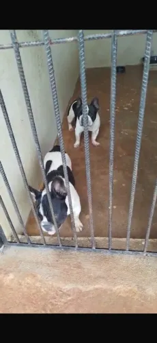 Buldogue francês 