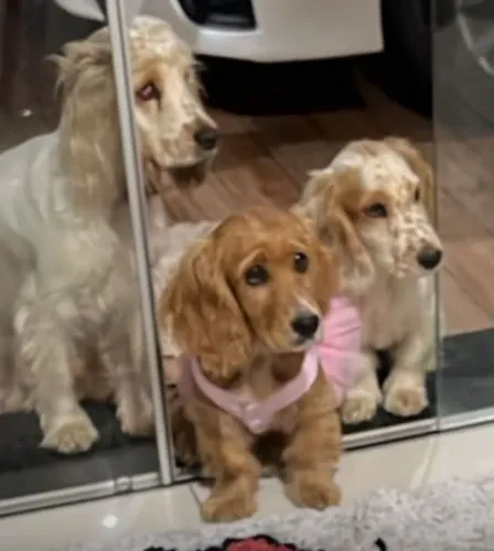 Filhote Cocker spaniel, Quem resiste a esses olhinhos cheios de amor?