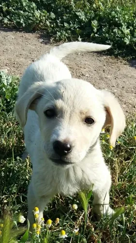 Filhotes de Labrador |  Carinho que chega para ficar.