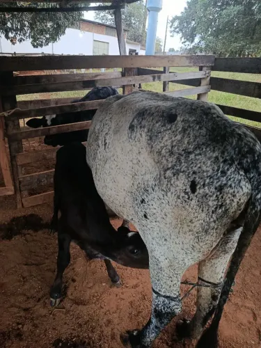 Vaca Girolanda parida
