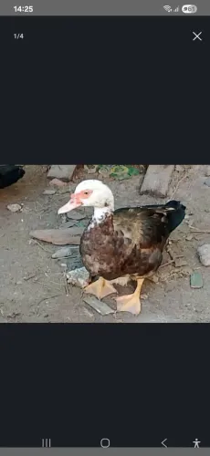 Vendendo essa pata 