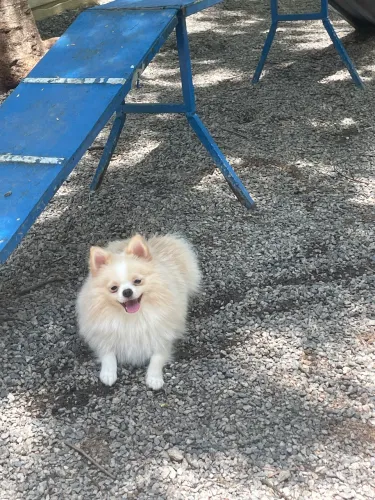 Spitz alemão disponível para cruzar