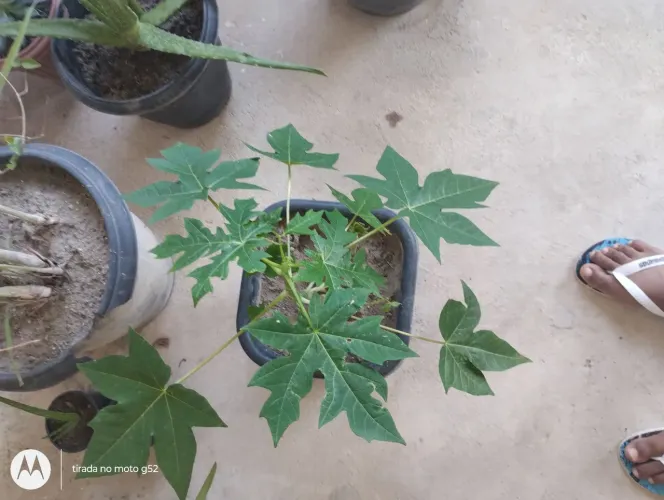 Vende se plantas frutífera pés de laranja murcote e pé de mamão papaya