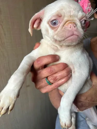 Fêmea de pug albina
