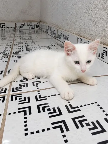 Casal de gatinhos para adoção ! 01 macho e 01 fêmea! 02 meses e meio de vida! 