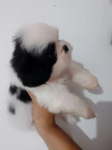 Filho te shih tzu