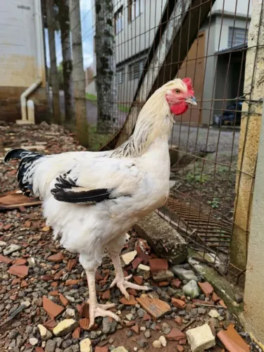 Frango GSB