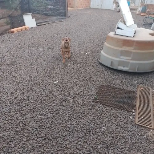 Vende se uma cachorra pitbull terrier com 7meses
