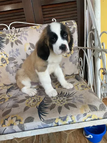 São Bernardo com pedigree 