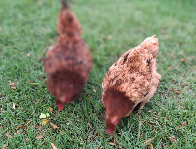 Duas Frangas Caipira 