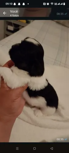 Pet