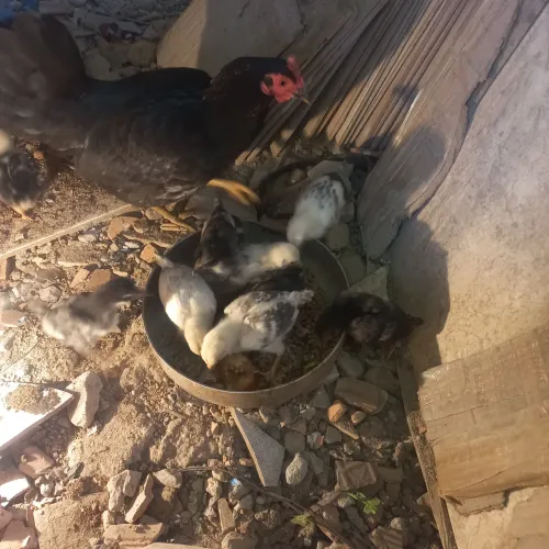 Galinha/pintinhos
