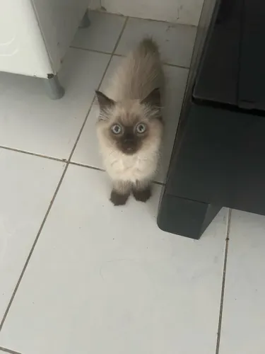 Gatinho persa venda