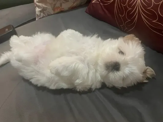 Filhote de Shih Tzu macho branco e marfim - cor rara