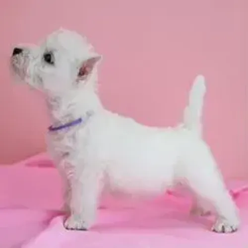 West Terrier Filhote Muito Delicado