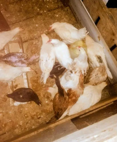 Franguinhos