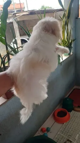 Maltês fêmea e macho
