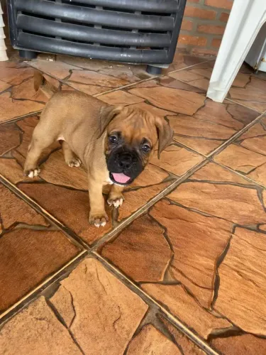 Boxer Vacinados Filhote