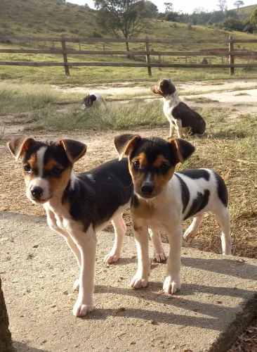 Vende se filhotes de Fox Paulistinha