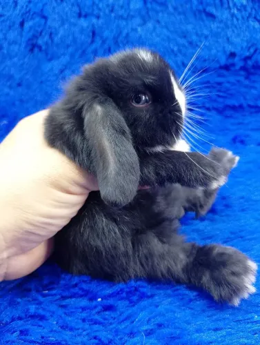 Mini coelhinho ?