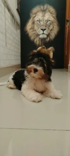 Lindo yorkshire biewer terrier machinho