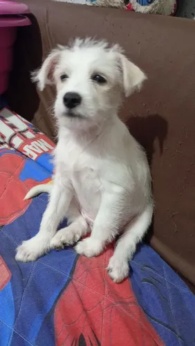 Doa -se um filhote de cãozinho Terrier com salsichinha