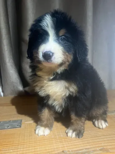 Bernese-Para quem valoriza convivência em família