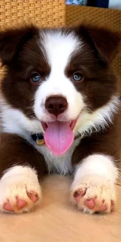 Filhotes de Border Collie ideal para crianças !
