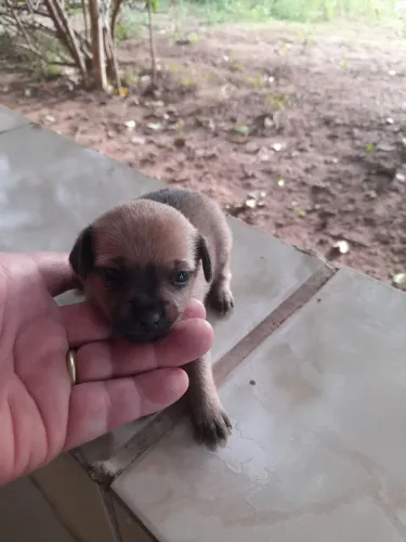 Pinscher macho