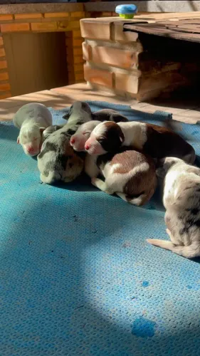 Filhotes de Border Collie 