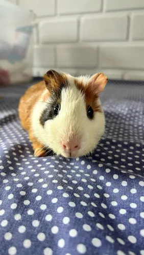 Porquinho da índia