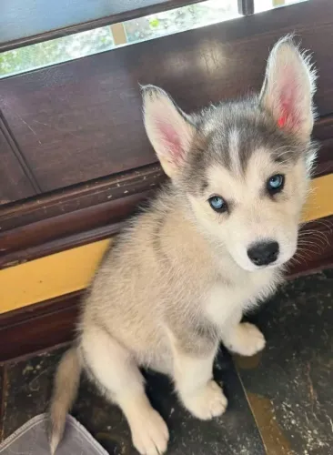 Filhotes de Husky Siberiano | Rabinho que não para de balança