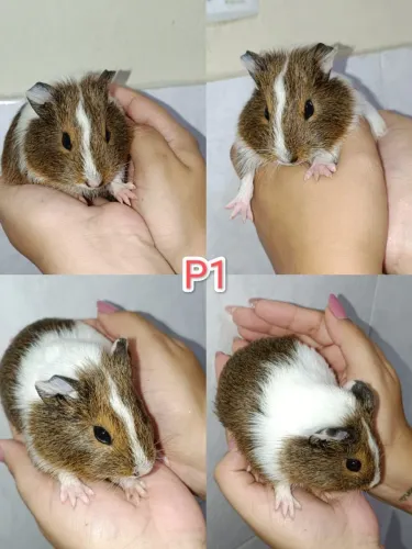 Porquinhos da índia filhotes à venda