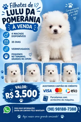 Filhotes Lulu da Pomerânia 