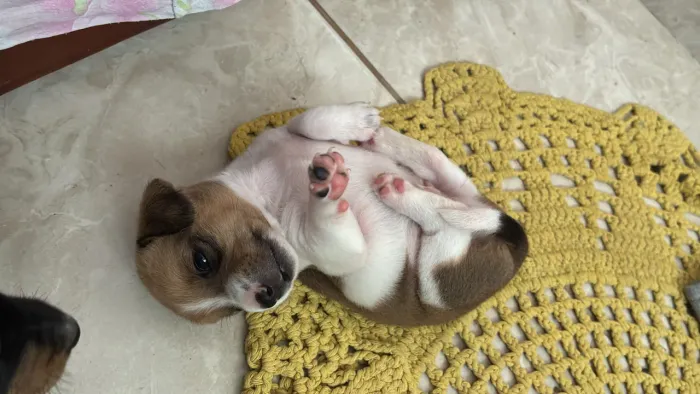 Filhotes de jack russel