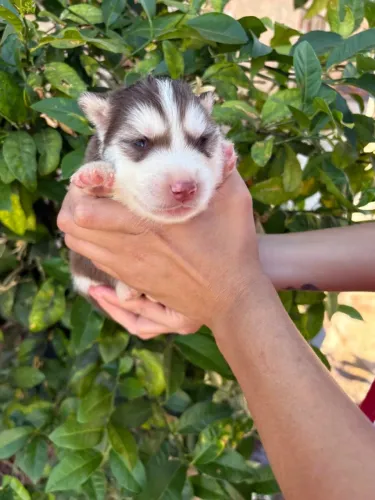 Husky siberiano - filhotes quase prontos para o lar