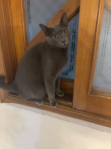 Doa-se gatinho