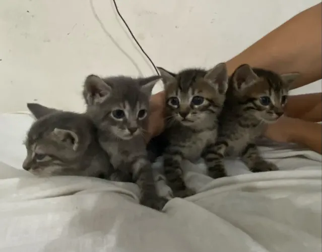 Adoção de gatinhos filhotes