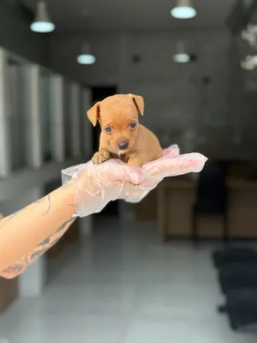 Pinscher miniatura - Fêmeas com pedigree - Somos loja física - Entre em contato