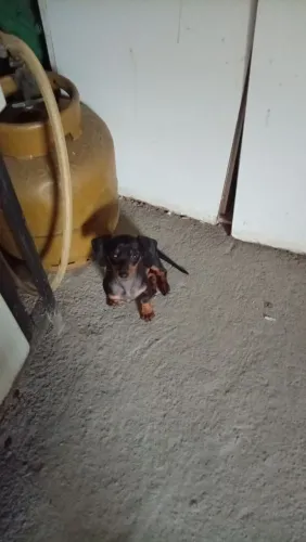 Vende-se Basset 