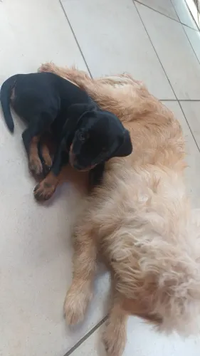 Doação de cachorrinho